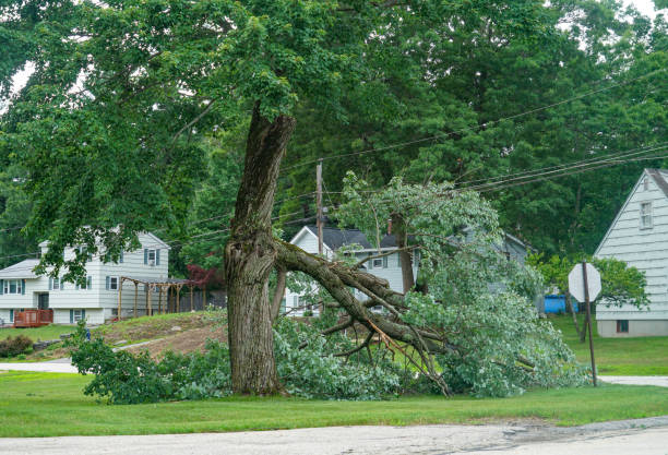 Professional Tree Services in Logan, WV